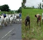 Why The Fulani Herdsmen & Farmers Fight: How Climate Change & The Boko Haram Crisis Created The Crisis And Six (6) Evidence-Based Policy Recommendations For Its Resolution