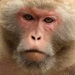 Chinese Scientists Create Monkeys With Human Brain Genes