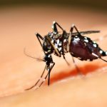 Florida releasing genetically modified mosquitoes to prevent diseases like Zika