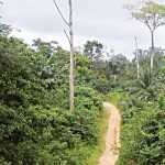OGUN STEPS UP SURVEILLANCE IN FOREST RESERVES