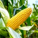 FG approves new maize variety, Tela Maize for cultivation in Nigeria; It’ll save Nigeria N268bn, Says Researchers
